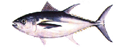 Bigeye tuna image