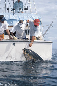 yellowfin tuna photo - 225 lbs - Hannibal Bank, Panama, Coiba Adventure