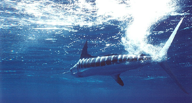 Underwater photo of white marlin