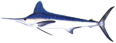 Fish of Florida: White Marlin