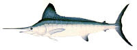 image of white marlin by artist, Ron Pittard