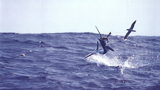 Photo of white marlin jumping