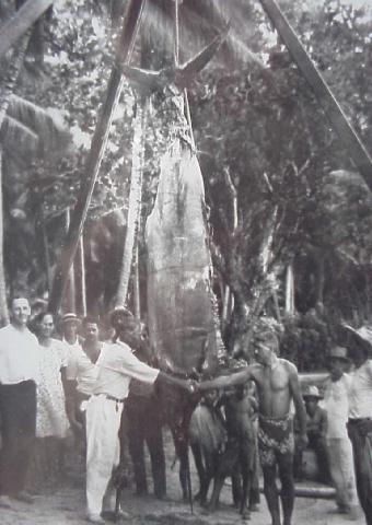 World record Pacific blue marlin photo - 1040 lbs - Zane Grey - Tahiti