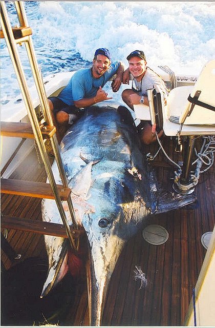 Photo of black marlin weighing 1386 lbs - Great Barrier Reef, Australia