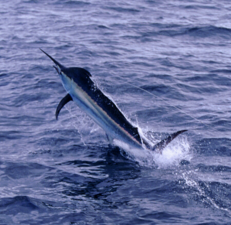 black marlin photo 400 lbs Hannibal Bank, Panama