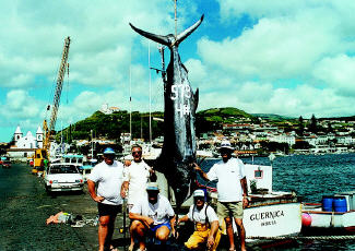 World record blue marlin photo - Azores