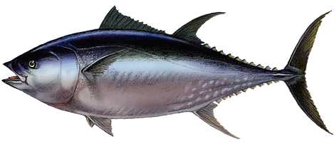 image of giant bluefin tuna