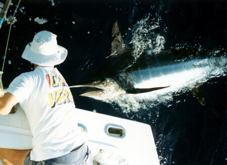 Atlantic blue marlin photo - 1000 lbs - Azores