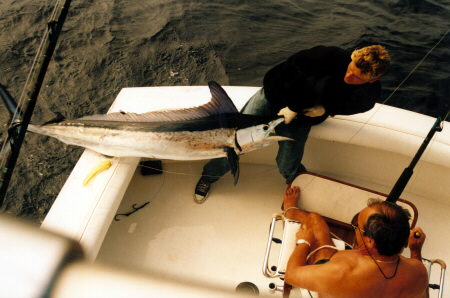 photo of Atlantic longbill spearfish