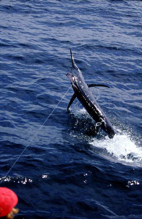 black marlin photo 400 lbs Hannibal Bank, Panama