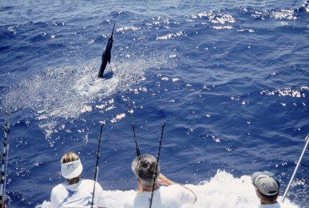 Photo of white marlin - Azores