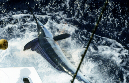 Photo of world record white marlin - Azores