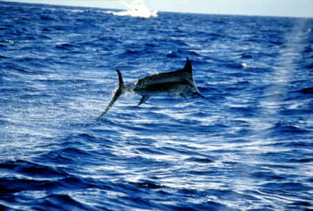 Photo of big blue marlin jumping