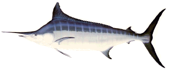Blue marlin image by artist, Ron Pittard