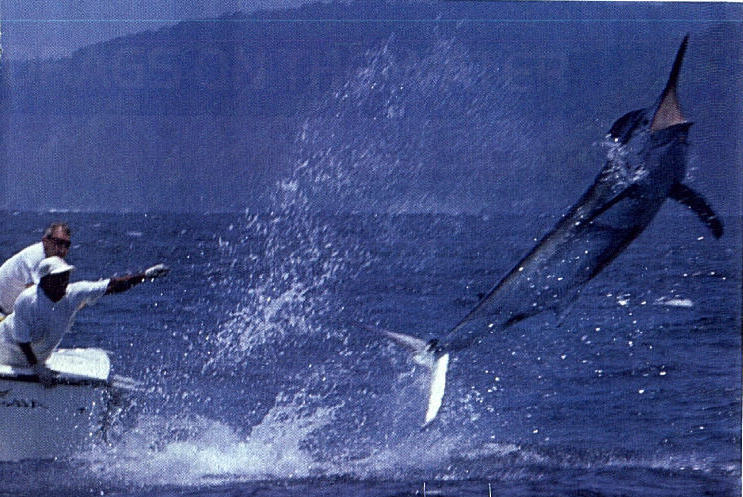 photo of 450 lb. black marlin taken by Jesper Forhman off Isla de Coiba, Panama
