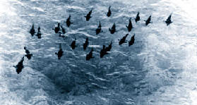 giant bluefin tuna school on the spawning grounds