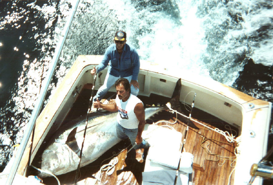 Giant bluefin tuna - 1150 lbs