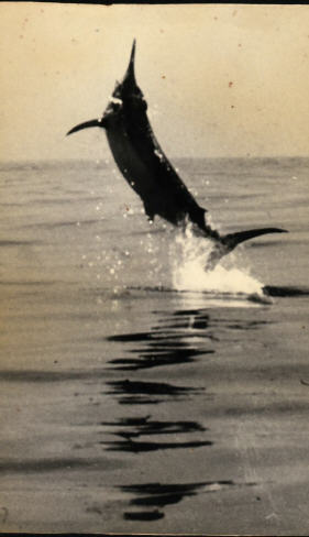Grander black marlin photo Great Barrier Reef