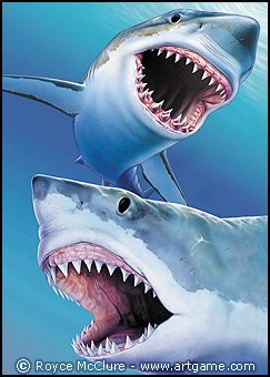 great white sharks