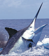 Photo of the head of a grander black marlin - Australia