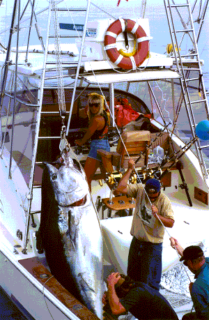 Giant bluefin tuna - 901 lbs