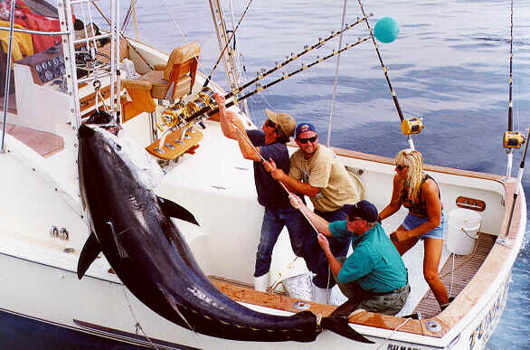 Articles about Fishing for Huge Marlin and Giant Bluefin Tuna
