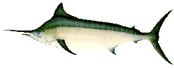 black marlin image by artist, Ron Pittard