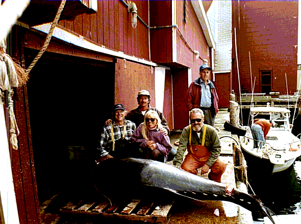 Giant bluefin tuna - 600 lbs