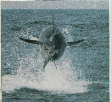 700 lb giant bluefin chasing a bluefish