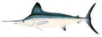 White marlin image by artist, Ron Pittard