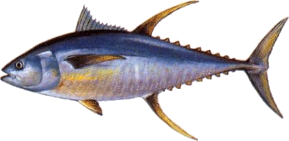 yellowfin tuna image
